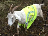 Minister plans reflectors for animals to cut crashes.webp