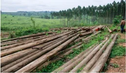 Uganda shifts to controlled timber plantations for sustainability.webp
