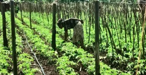 Solar irrigation transforms eastern Uganda's farming, boosting incomes.webp