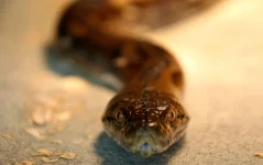 Pharmacy worker bitten by a python in Setia Alam toilet.webp