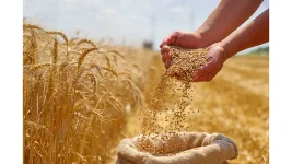 Zimbabwe aims for wheat self-sufficiency and export by 2030.webp