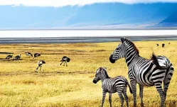 Tanzania reassures tourists we're safe and welcoming.webp
