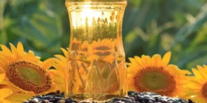 Nigeria’s sunflower boom could rake in billions.webp
