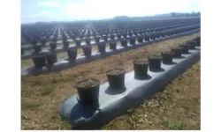 Zimbabwe's Blueberry Exports Soar to New Heights.webp