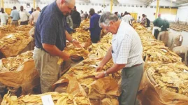 Tobacco Traders Panic Over Revised TIMB Dates.webp