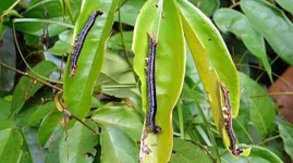 Armyworms Invade! Urgent Steps Needed to Save Crops.webp