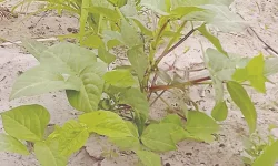 AU Adopts Strategy to Tackle Plant Health Risks.webp