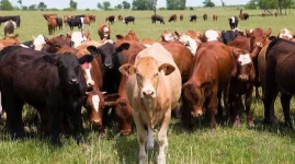 Midlands young ranchers face survival challenges.webp