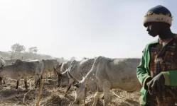 Nigeria faces a hunger nightmare as aid vanishes and violence grows.webp