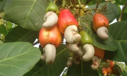 Mtwara smashes cashew sales record with digital auction boom.webp