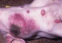 Lagos steps up pig farm defences as deadly swine fever spreads.webp