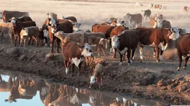 Zim beefs up border checks to stop livestock diseases.webp