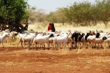 Somalia faces a deeper drought crisis, aid dries up as hunger grows.webp