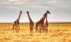 Arusha tourism shines bright, security chief rolls out welcome.webp