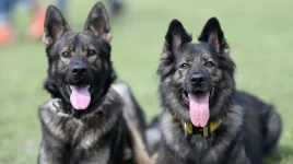 Palace dogs vanish, ex-officials and rivals trade blame.webp