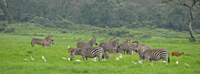 Arusha park dazzles, wild wonders meet epic mountain views.webp