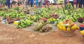 Farmers’ Day goes nationwide, all eyes on Ghana’s harvest.webp