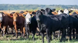 Village head jailed in cattle theft ring, police urge vigilance.webp