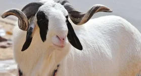 Teen herdsman on the run, court hunts sheep thief.webp