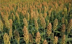 Sorghum gets science upgrade, shorter crops fuel big gains.webp