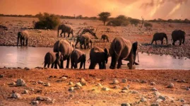 Wildlife law brings relief fund, new rules for experts and communities.webp