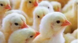 Bulawayo chick shortage bites, crafty sellers up the pressure.webp
