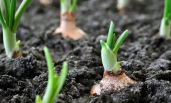 Organic market opens in Dar, small farmers set to profit.webp