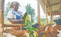 Livestock power surges in Tanzania, farmers cash in.webp
