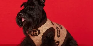 FDA approves dog longevity drug, Loyal’s game-changing move.webp