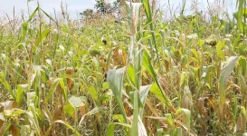 Farmers in Omoro hit by prolonged dry spell, crops suffer.webp