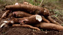 Tanzania lands $640M cassava megadeal, 100K jobs on tap.webp