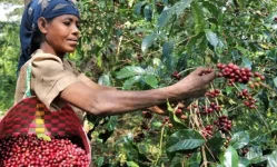 KCU targets 10M kg coffee haul, doubles down on Fair Trade push.webp