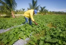 Jamaican banana farmers get storm payouts fast.webp