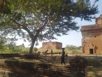 Bagan pagodas get tree clean-up, ancient art stays protected.webp