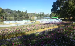 Flower power blooms in PyinOoLwin, city makeover in full swing.webp
