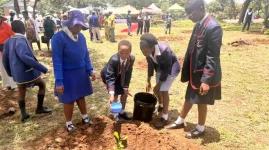 Tennyson kids dig in, nearly extinct tree finds hope.webp