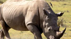 CITES blasted for ban, SADC told to ditch failed system.webp