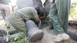Tsholotsho strikes a deal, villagers and wildlife get a lifeline.webp