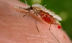 Zanzibar fights malaria, nets and teamwork drive progress.webp