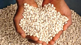 EU ban bites hard, Nigeria’s beans cost millions yearly.webp