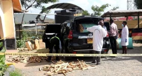 Prado dives into the valley, KSh14m weed haul uncovered.webp
