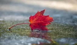 Cloudy, foggy nights with rain rolling in, temperatures rise.webp