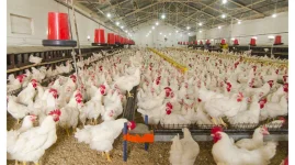 Indigenous chickens fuel rural economy despite the El Niño hit.webp