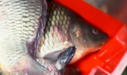 Danube carp scarce in Ruse, prices jump for St Nicholas.webp