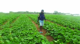 Rain fuels growth, but rot waits in wet fields.webp