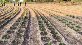 Seed must feed all, Emmerson Dambudzo Mnangagwa puts foot down.webp