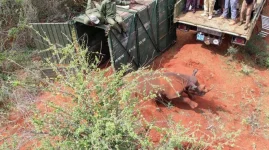 Rhinos get new digs as Kenya doubles down on security.webp