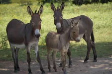 Gwanda rustlers rattled, donkeys hoof it home safely.webp