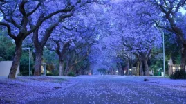 Jacaranda blooms, skies roar in Bulawayo summer.webp