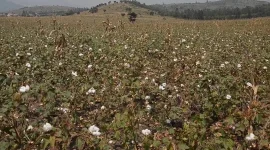 Kasese cotton farmers cry out as climate and prices crash.webp